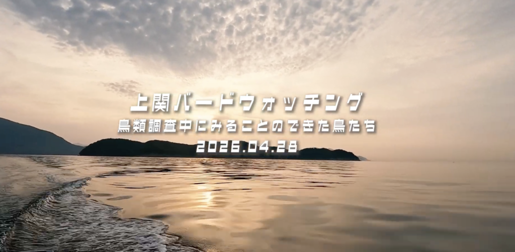 上関バードウォッチング動画サムネイル